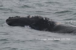Right whale skim feeding in Cape Cod Bay on December 12, 2012. Image by PCCS under NOAA Fisheries permit 633-1763, under the authority of the U.S. Endangered Species and Marine Mammal Protection Acts.