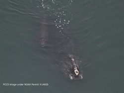 North Atlantic right whale "Wart" with her new calf, photographed today in Plymouth Harbor by PCCS right whale aerial survey team. PCCS image under NOAA Fisheries permit 14603.