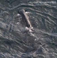 Bowhead whale feeding in Cape Cod Bay. CCS image under NOAA Permit #14603 