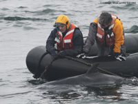 Responders from the CCS MAER team work to free minke whale entangled in fishing gear. CCS image under NOAA permit #932-1905.