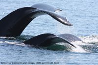 MOTHER-AND-CALF_CCS_NOAA-permit-633-1778-embedded