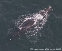 Right-whale-WART,-Feb-2014-CCS-NOAA-permit-14603-embedded
