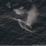 Fin whale. CCS image, NOAA permit 14603.