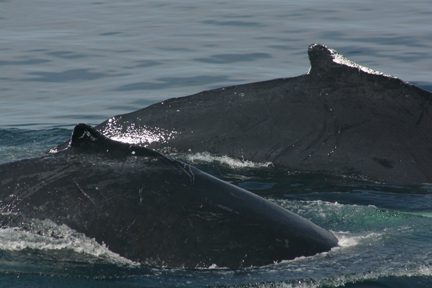 Dorsal fin of Salt (right) and her 2006 calf Soya (left). Note the white scarring on Salt's dorsal fin that seems like a coating of salt.