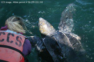 Jennifer Tackaberry, member of the Center for Coastal Studies MAER, team works to free entangled leatherback turtle. CCS image taken under NOAA permit # 50 CFR 222.310