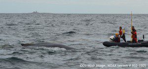 Center for Coastal Studies and Maine Marine Patrol work to disentangle the whale.