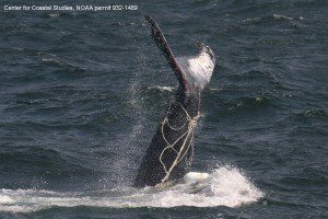 Entangled humpback whale off New England