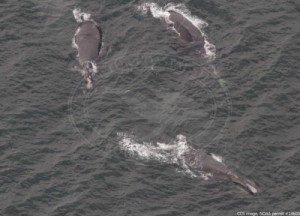 Three right whales in CCB