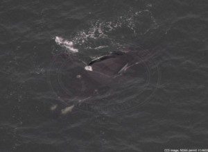 Right whale on side in SAG