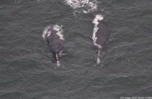 Two right whales in CCB