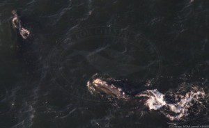 Right whale feeding in CCB