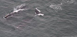 Two right whales coordinated feeding