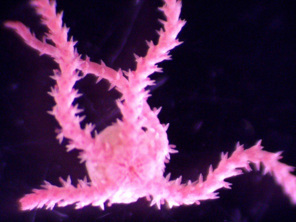 Ophiuroidea Brittle Star Like their seastar cousins, brittle stars use their arms to crawl across the seafloor.  They are also known as “serpent stars” for their long, sinuous arms.