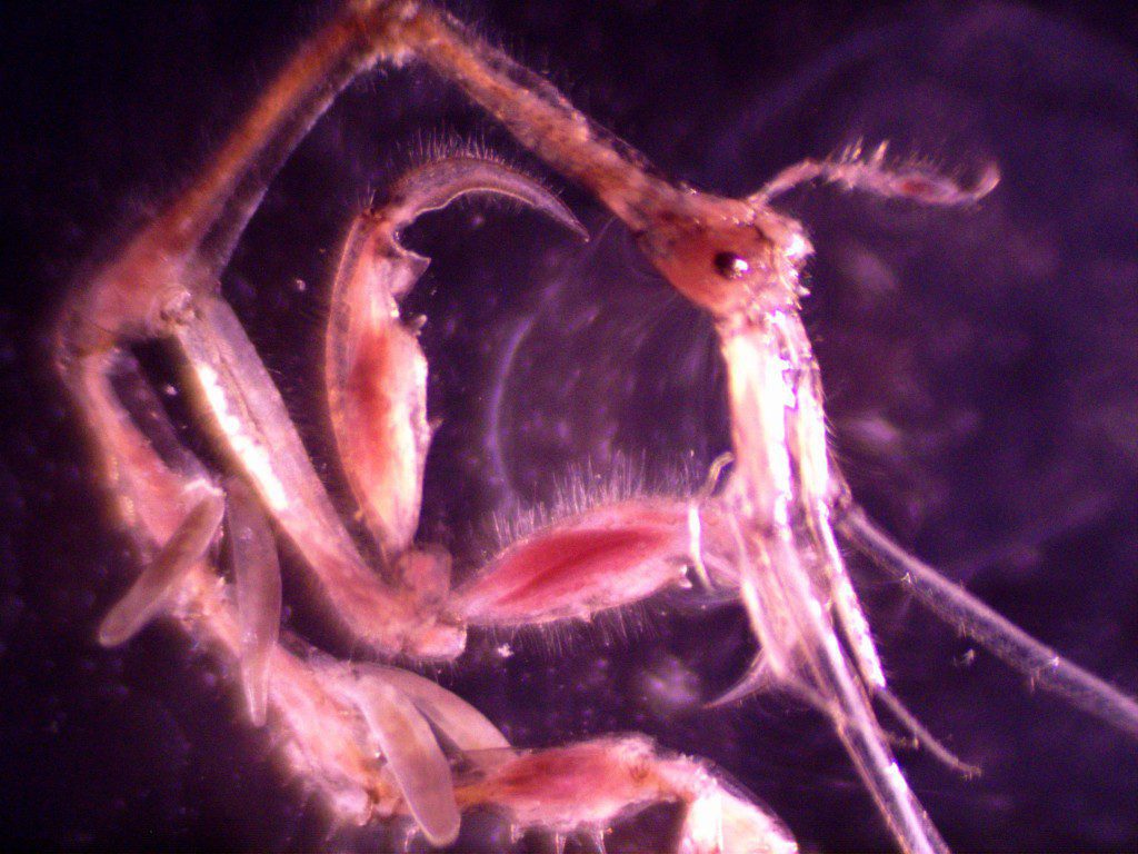 Caprella linearis Skeleton shrimp These alien-looking amphipods often attached by their rear legs to algae and eelgrass, and can be extremely abundant.