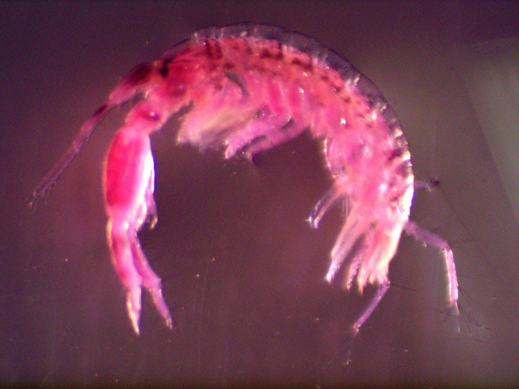 Corophium spp. These amphipods build muddy tubes in mixed algae, often in estuaries and have distinctly larger second antennae.