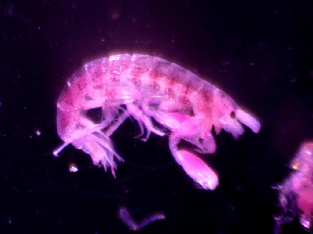 Microdeutopus spp. This tube-building amphipod is often found in muddy and silty sediment, and has an unusually large first claw.