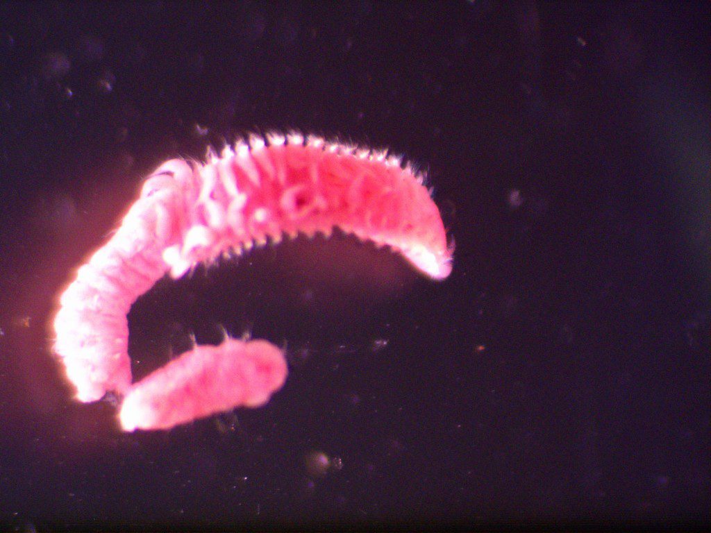 Aricidea sp. Like many others, these worms can be found burrowing in mud, and can be easily identified by the single tentacle protruding from their head segment.
