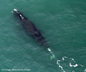Right whale EgNo1280, Luna. CCS image, NOAA permit #14603.