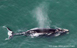 Right whale EgNo2360, Derecha. CCS image, NOAA permit #14603.