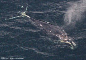 Female right whale EgNo3670. CCS image under NOAA permit #14603.