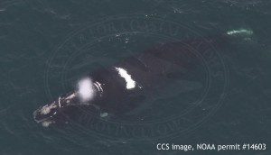 Right whale EGNO3530, Ruffian. CCS image, NOAA permit #14603