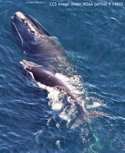 Right whale EGNO 1611, Clover, with calf. CCS image, NOAA permit #14603
