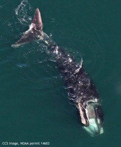 Right whale EgNo 4057, gear free and sub-surface feeding. CCS image, NOAA permit #14603