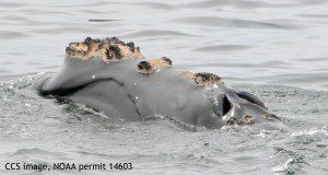 Right whale EgNo 3999 skim feeding prior to the vessel strike. Image shows the top of head and paired blow holes. CCS image, NOAA permit #14603