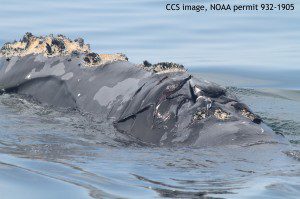 Right whale 3999 photographed on May 6, 2015. Propeller wounds are clearly visible acroos the rostrum and blow holes. CCS image, NOAA perit 932-1905