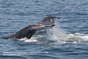 Heavily entangled flukes of humpback whale, disentangled by Center for Coastal Studies Marine Animal Entanglement Response team on 07-11-15. CCS image under NOAA permit 18786. www.coastalstudies.org