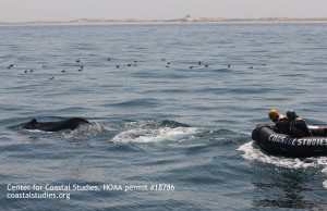 Entangled humpback whale, disentangled by Center for Coastal Studies Marine Animal Entanglement Response team on 07-11-15. CCS image under NOAA permit 18786. www.coastalstudies.org