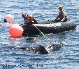 Responders selectively cut away gear from the whale over period of hours. CCS image, NOAA permit #18786
