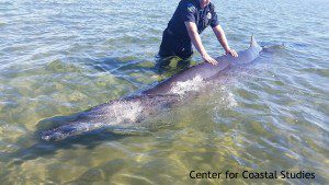 Beaked whale stranded off the West End of Provincetown. CCS image.