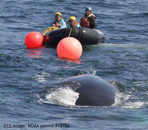CCS MAER responders Doug Sandilands, Jenn Tackaberry and David Mattila attached large buoys to the entanglement to keep the whale at the surface. CCS image, NOAA permit #18786.