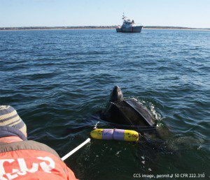 CCS works to free turtle from entanglement. CCS image taken under NOAA permit 50 CFR 222.310.