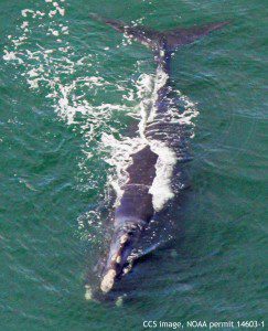 Right whale #1701, "Aphrodite". CCS image, NOAA permit 14603-1