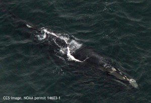 Right whale #2615 subsurface feeding. CCS image, NOAA permit 14603-1