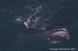 Right whale EgNo1170 Sub-surface feeding in Cape Cod Bay on January 7, 2016. CCS image, NOAA permit 14603-1 