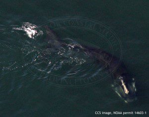 Right whale EgNo4145 Sub-surface feeding in Cape Cod Bay on January 7, 2016. CCS image, NOAA permit 14603-1 