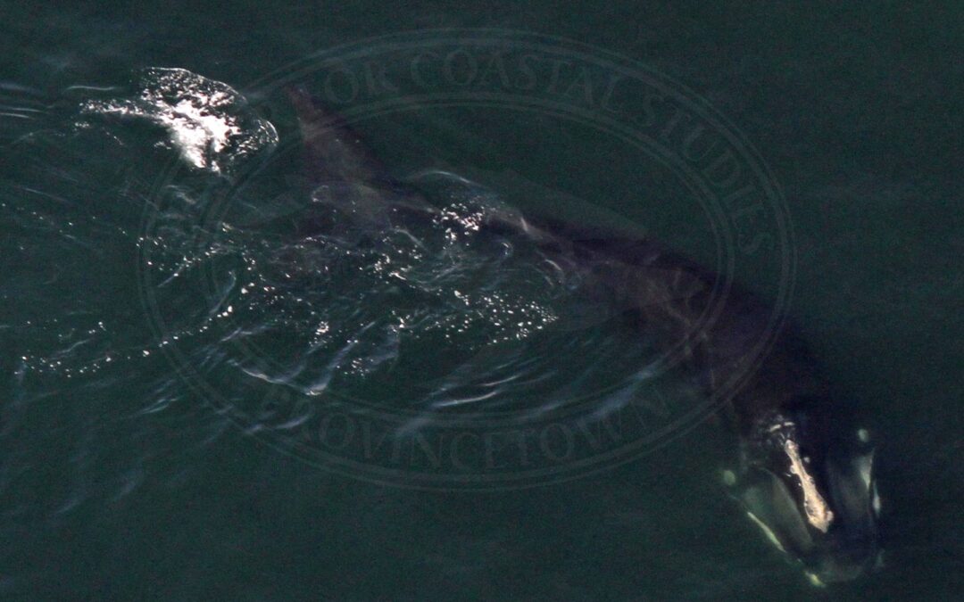 Right whale EgNo4145 SubSurfaceFeeding 010715 – CCS, NOAA permit 14603-1 – WM