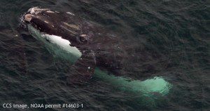 Right whale EgNo1980 in Cape Cod Bay, February 21, 2016. CCS image, NOAA permit #14603-1.