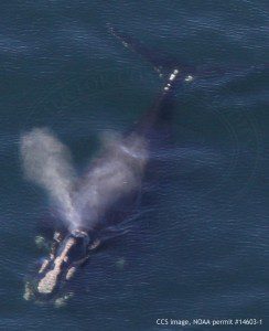 V-shaped blow from right whale EgNo3191, a male that was also photographed on February 19. CCS image, NOAA permit #14603-1.