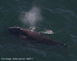 Right whale EgNo 3420 photographed in Cape Cod Bay on Feb 17, 2016. CCS image, NOAA permit 14603-1.