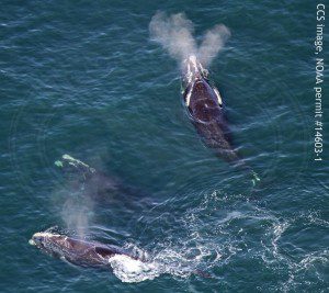 Right whales EgNo3760, 2340 and 3191 in Cape Cod Bay on February 19, 2016. CCS image, NOAA permit #14603-1