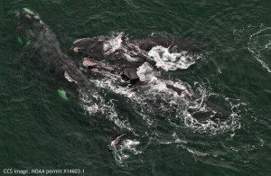 Right whales EgNo 2615, 1980 and 1056 in a Surface Active Group in Cape Cod Bay on February 21, 2016. CCS image, NOAA permit #14603-1