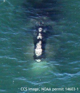 Right whale EgNo 2753, Arpeggio, subsurface feeding in Cape Cod Bay on Feb 12, 2016. CCS image, NOAA permit 14603-1