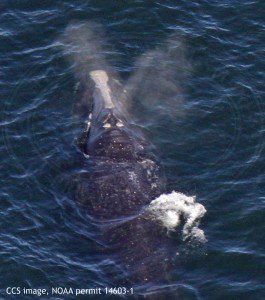 Blow from right whale EgNo 1716 in Cape Cod Bay on February 7, 2016