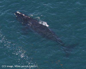 Unknown right whale traveling through Cape Cod Bay on March 19, 2016. CCS image, NOAA permit #14603-1