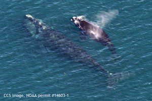 Right whale #1233 with 2016 calf photographed in Cape Cod Bay on March 27, 2016