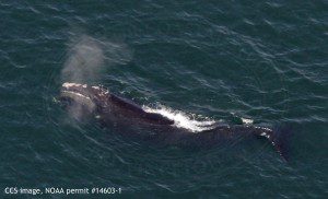 Right whale EgNo 4023, Wolverine, subsurface feeding in Cape Cod Bay on March 8, 2016